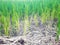 A rice paddies on the outskirts of the town ofÂ Angthong, Thailand. A rice field in Thailand.